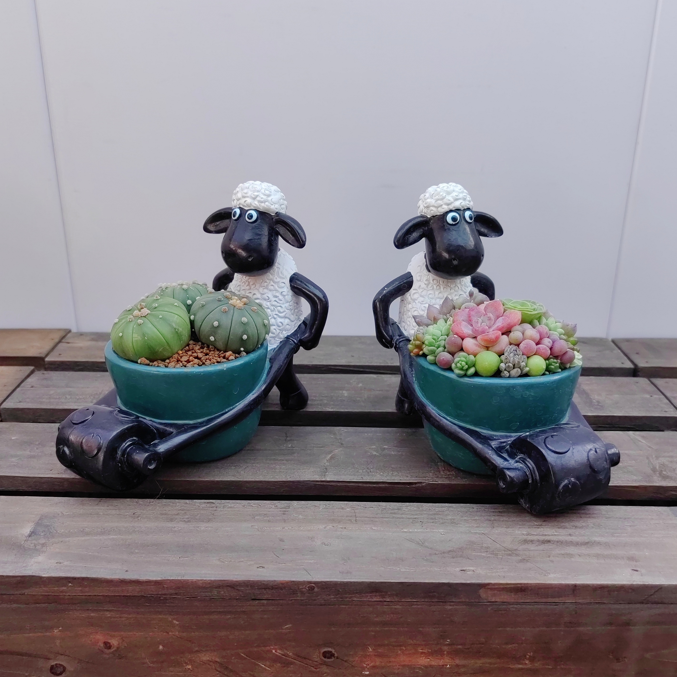 小黑羊肖恩推小车 ins风多肉盆栽带盆栽好卡通好玩萌趣小绵羊组合