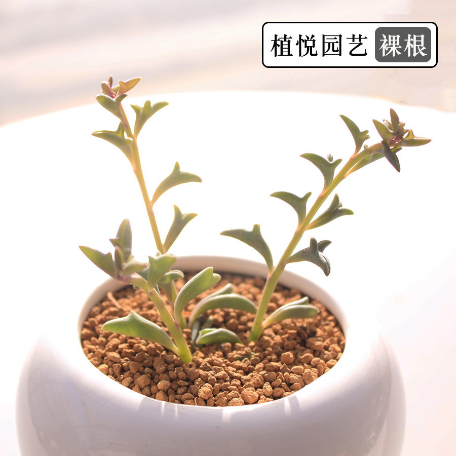 海豚多肉植物弦月奇特大棚直销