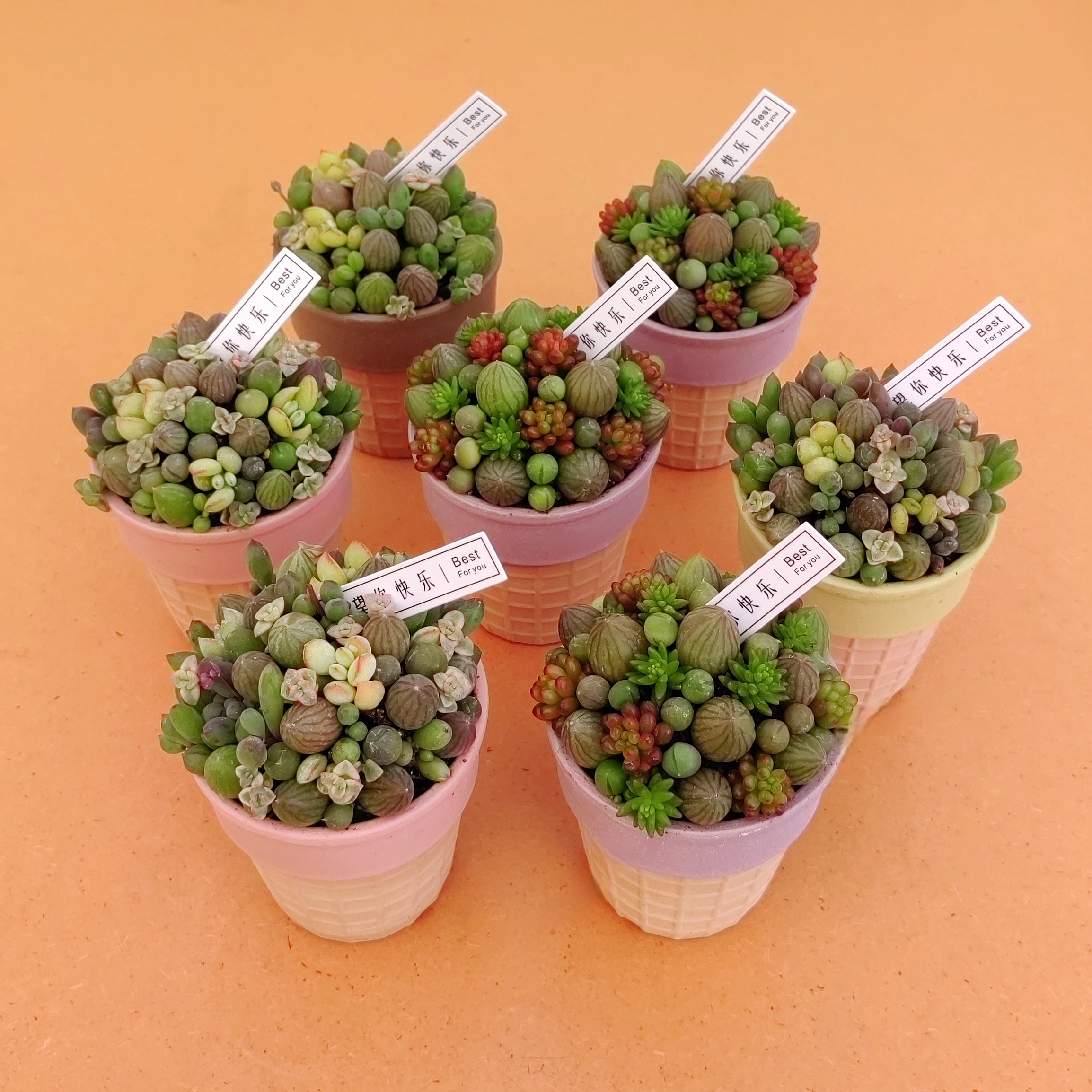 多肉糖果西瓜球组合创意小盆栽小珠子植物搭配有意思的冰激凌花卉