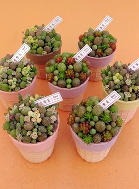 多肉糖果西瓜球组合创意小盆栽小珠子植物搭配有意思的冰激凌浆果