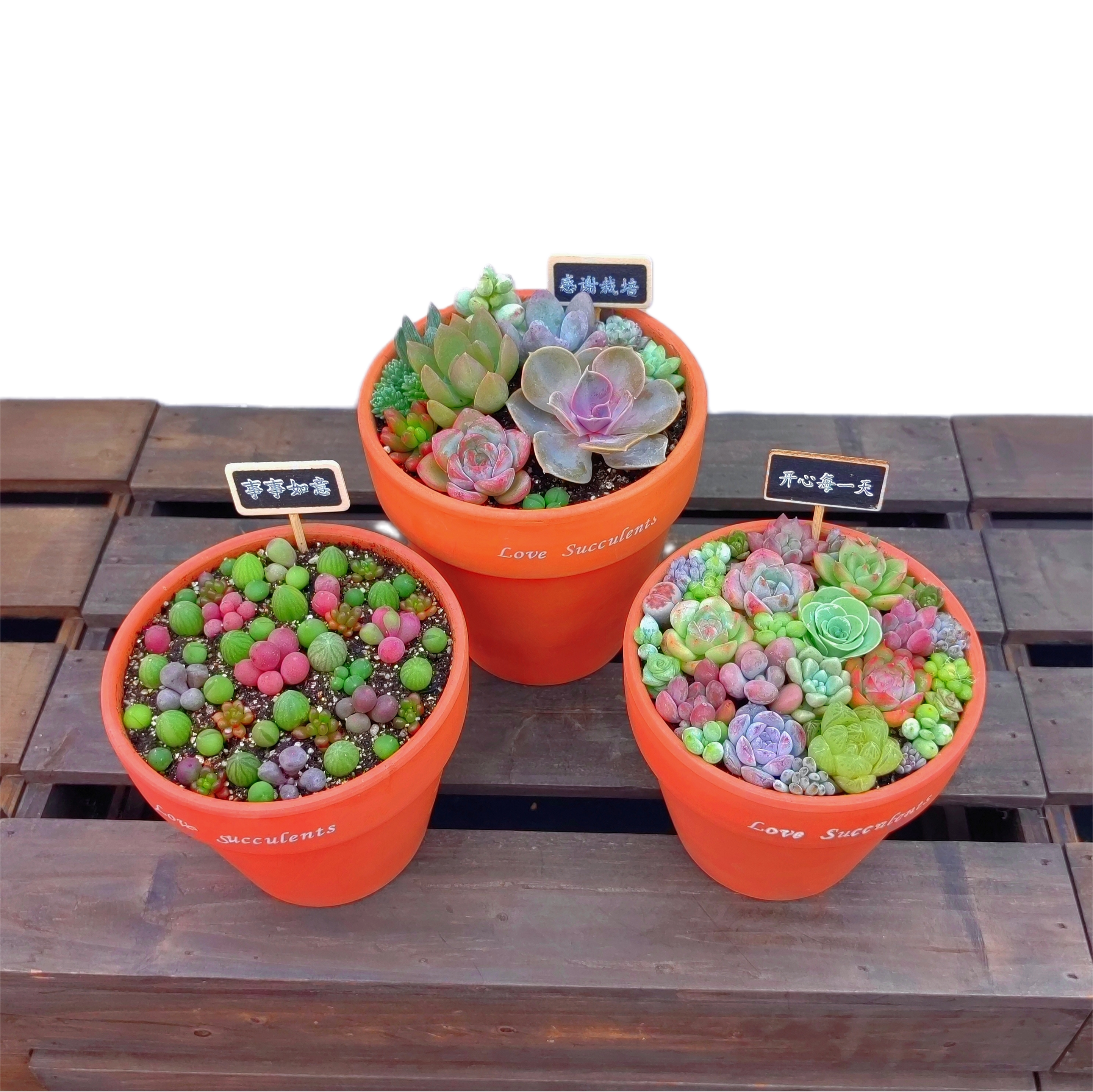 多肉植物带红陶盆栽好发货 组合拼盘成品 阳台新手养花送插牌黑板