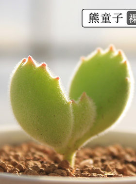 熊童子多肉植物小熊爪萌肉肉阳台