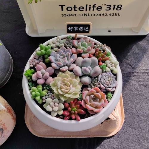 带盆栽好发货白瓷花盆多肉组合套餐窗台桌面花卉送人礼品精品盆栽