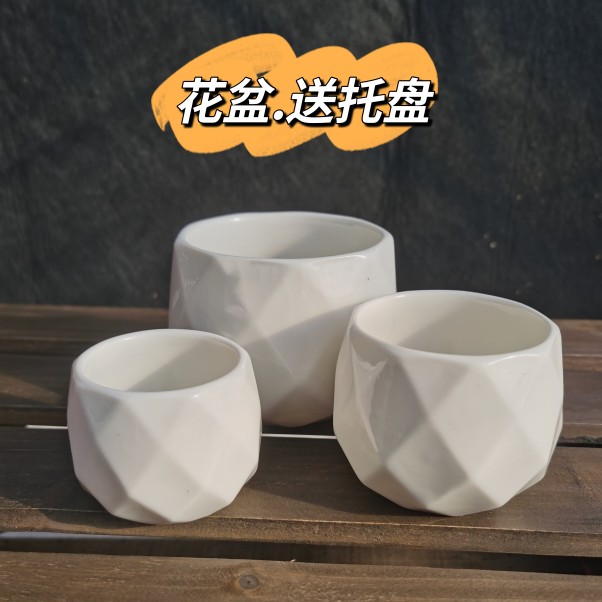 植悦园艺白瓷花盆简约菱形陶瓷表面光滑百搭送接水托盘桌面盆栽