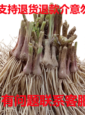 新韭菜根苗现挖红小紫根收到是白色小细叶阳台室内盆栽绿植老品种