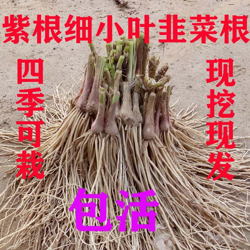 新韭菜根苗现挖红紫根四季小叶阳台室内盆景栽好养易活绿植老品种-封面