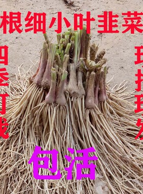 新韭菜根苗现挖红紫根小细叶阳台室内盆景栽好养易活绿植物老品种