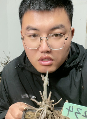 羽衣锦