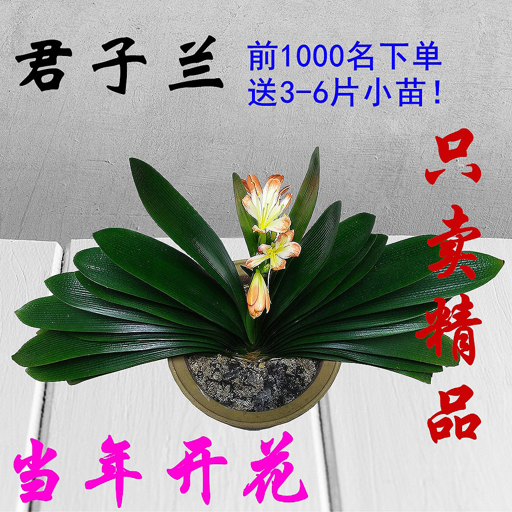 君子兰盆栽花卉绿植一盆包邮君子兰室内花卉吸甲醛君子兰花苗植物