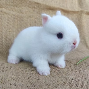 小型侏儒兔子活物凤眼海棠茶杯家养迷你宠物兔纯种血统垂耳兔活体