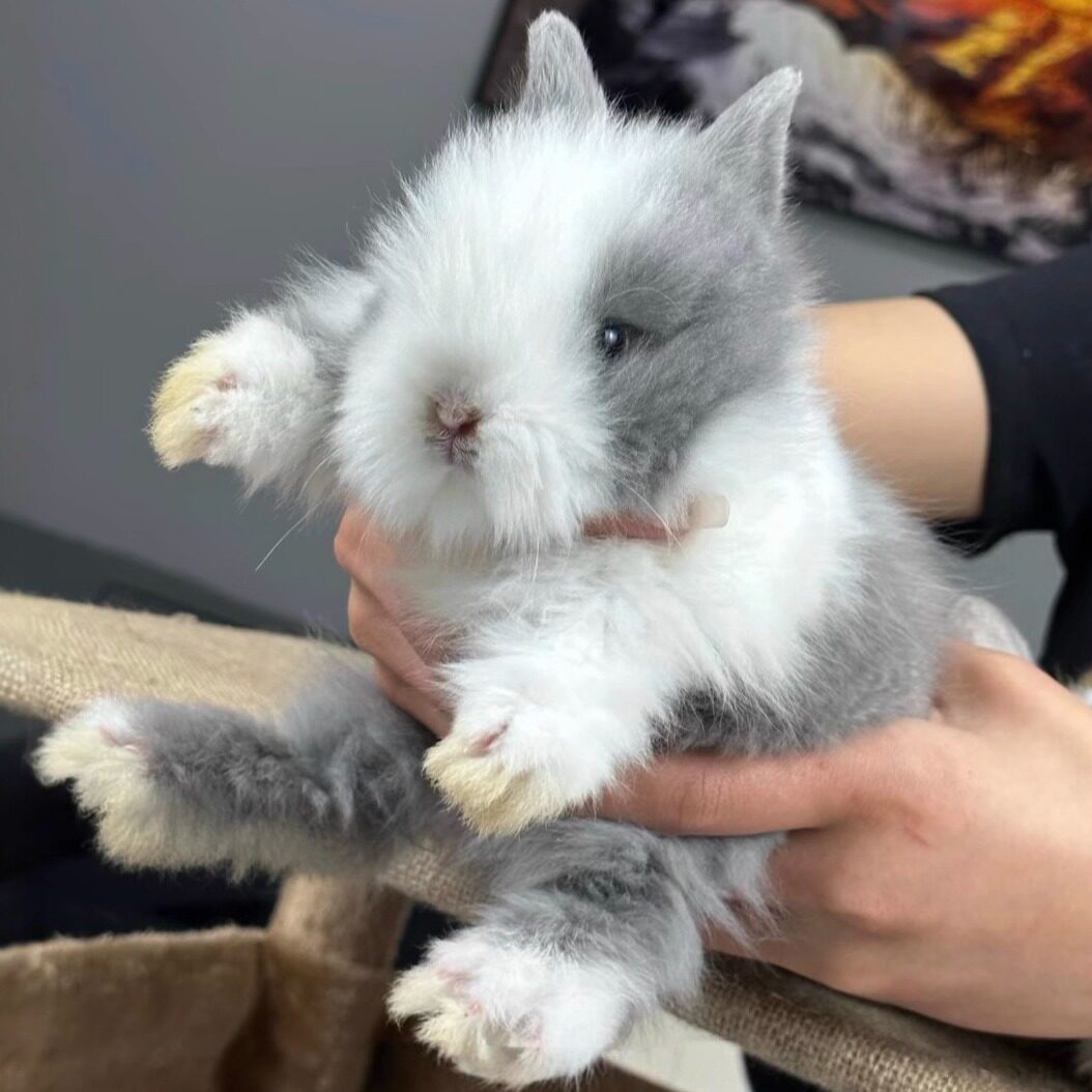盖脸猫猫兔子活物网红爆款长毛成兔