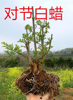 二组湖北京山对节白蜡盆景小树苗，对节白蜡熟桩阳台绿植盆景