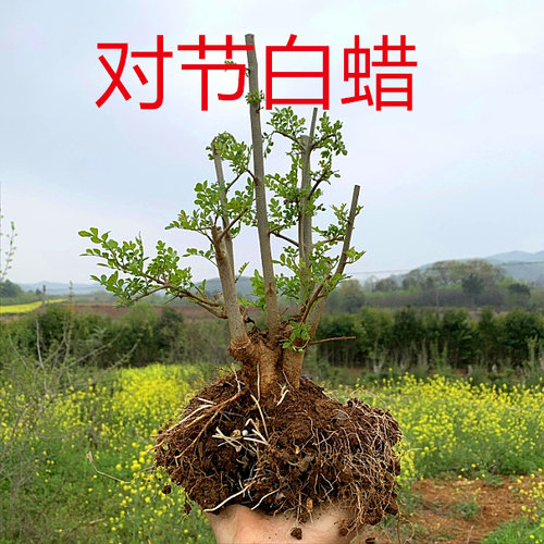 二组湖北京山对节白蜡盆景小树苗，对节白蜡熟桩阳台绿植盆景