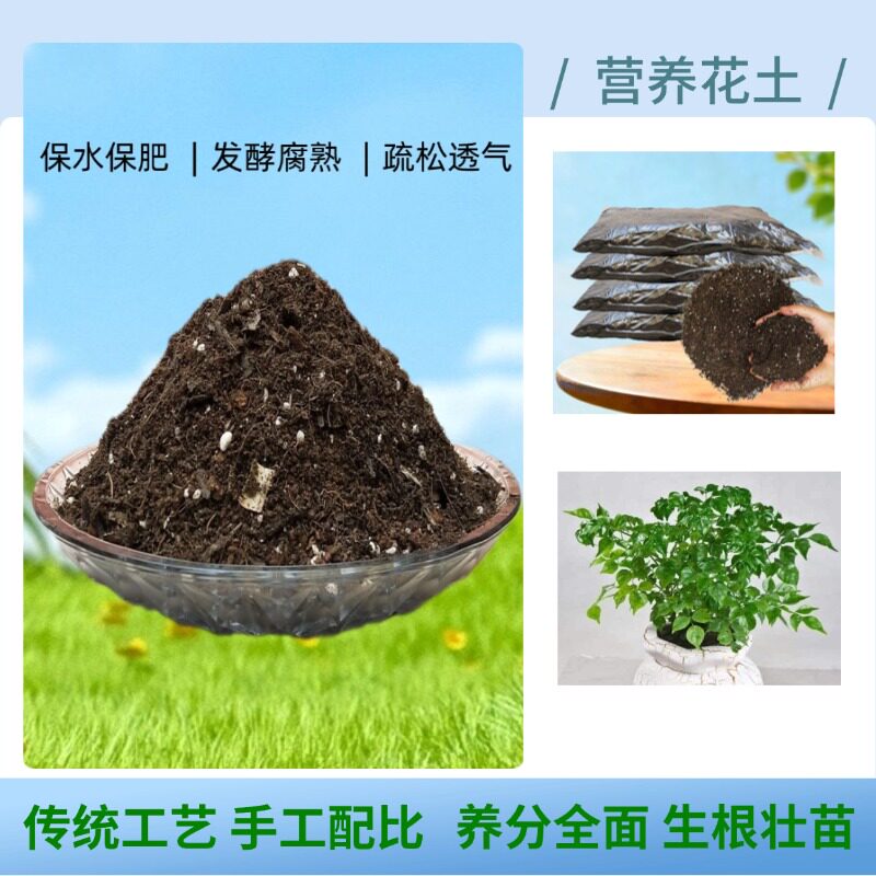 幸福树绿宝菜豆树营养椰砖土室内客厅大型盆栽老桩专用种植育苗土