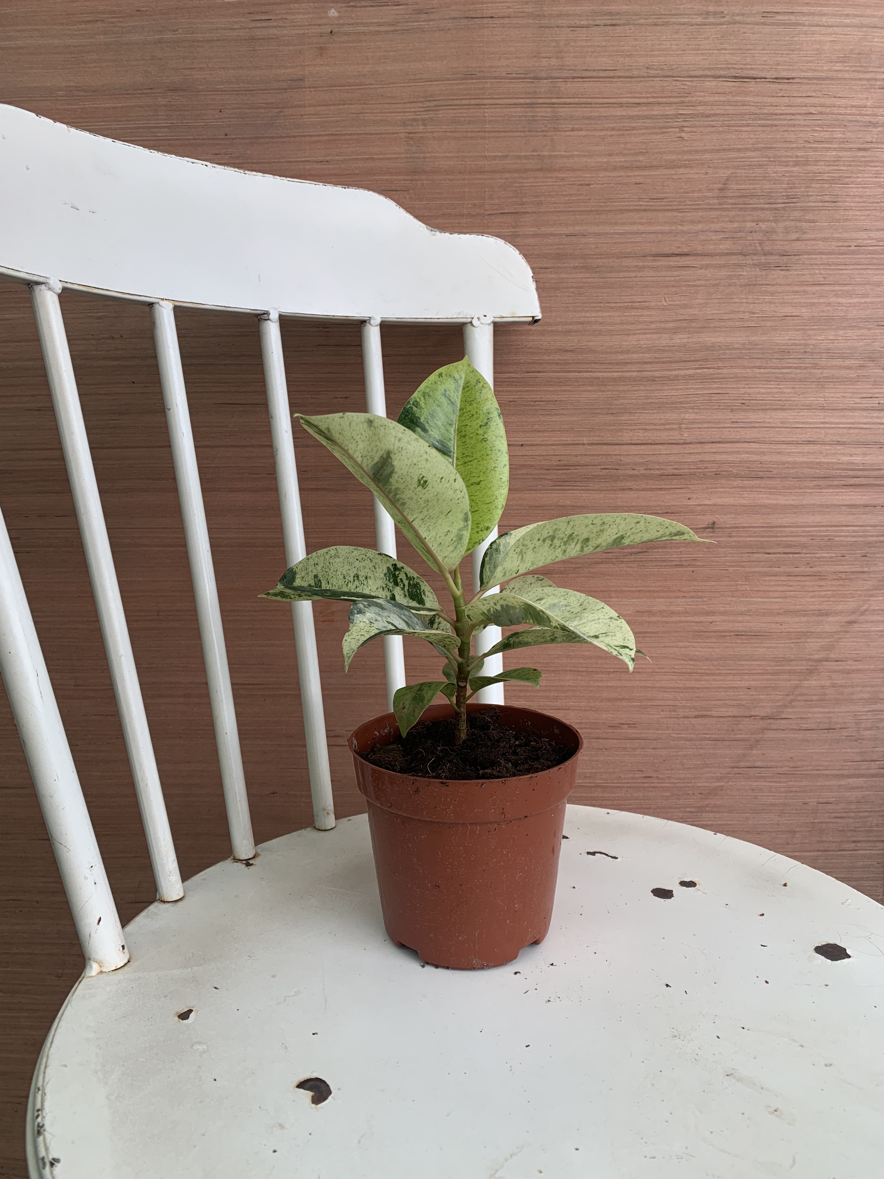 雀斑小姐坦尼克橡皮树 橡皮榕 花金刚 花叶橡皮树