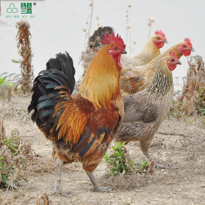 杨巷三品 雪山草鸡 农家土鸡草鸡母鸡新鲜|ruв категории водной мясо/свежие фрукты и овощи/еда, сырое мясо/мясо, категории куриного мяса, целая курица - от Buy2taobao.com для оказания профессиональной услуги покупки агента Taobao