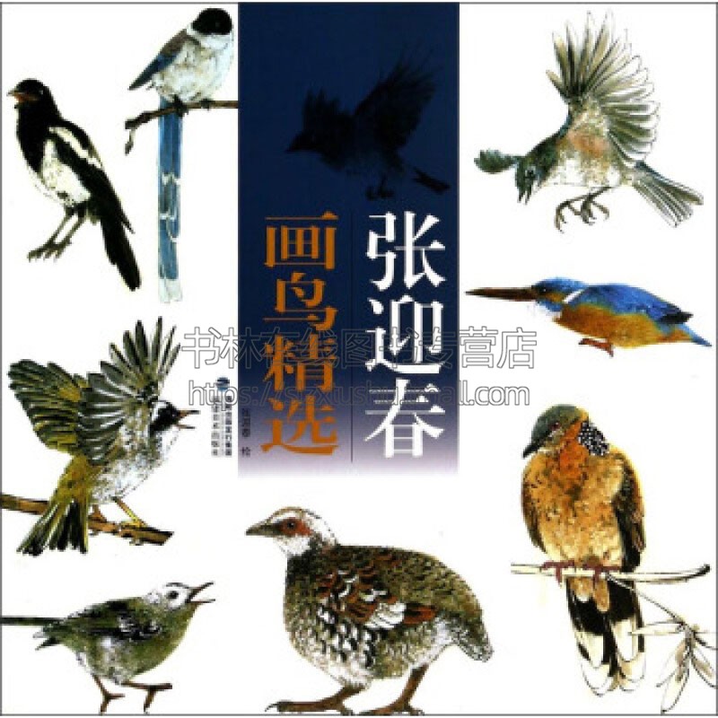 张迎春画鸟精选 中国画技法国画入门基础教程书籍工笔白描画花卉技法国画初学者画动物技巧畅销全新正版平装12开福建美术出版社