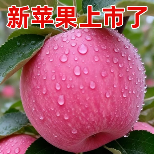嘎啦苹果山西农家自产自销