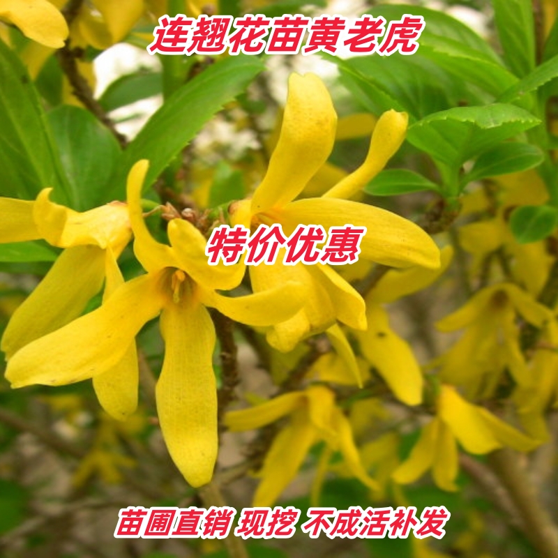 连翘花树苗迎春花苗黄花条金钟花黄老虎花小苗庭院行道绿化工程苗