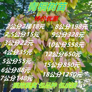 中国梧桐树苗青桐庭院园林绿化风景大树行道苗木梧桐别墅门前观赏