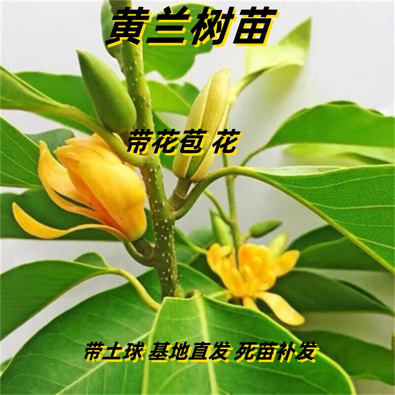 四季开花多年生浓香型白兰花盆栽