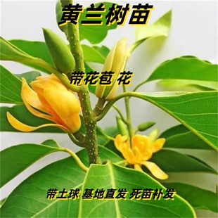 白兰花盆栽玉兰花树苗带花苞黄角兰室内庭院浓香花卉四季开花植物