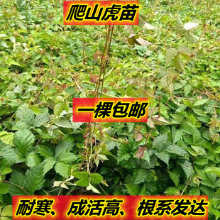 爬山虎苗爬藤攀援花卉植物五月地锦苗四季种植爬山虎耐寒易成活