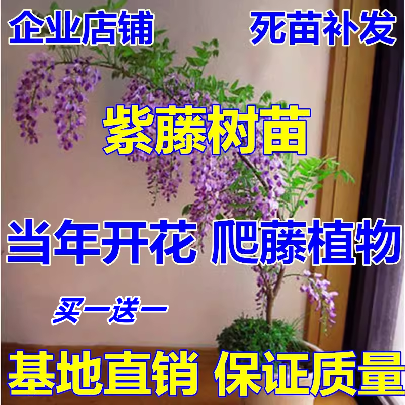 紫藤萝爬藤植物阳台庭院围墙四季盆栽绿植紫藤树苗攀援紫藤花苗