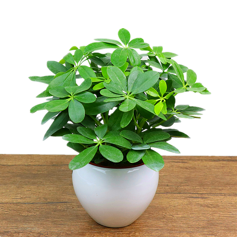 鸭脚木盆栽绿植花卉鸭掌木盆栽四季常青八方来财七叶莲招财树盆景