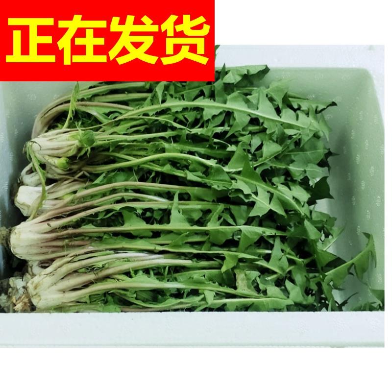 现货3斤包邮新鲜蒲公英带根农家种植蔬菜婆婆丁东北蘸酱菜-封面
