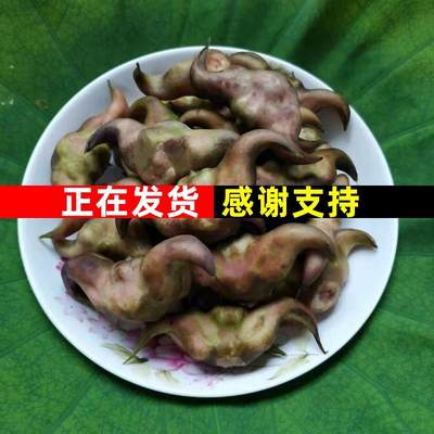 湖北特产洪湖新鲜老菱角 现摘现发青菱角生态老菱角粉糯5斤包