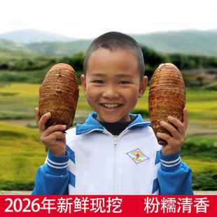 正宗乐昌张溪香芋特产5斤2-4个新鲜现挖芋头清香粉糯当季槟榔芋