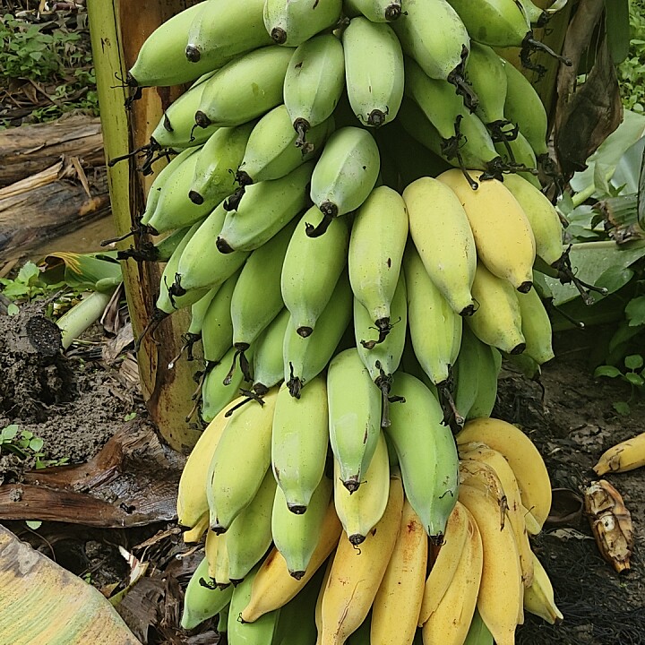 广东粉蕉5-10斤新鲜水果高州香蕉小米焦香蕉丑蕉自然熟食用苹果蕉