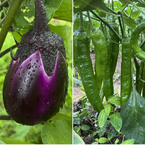 湖南农家新鲜蔬菜自家种植拼单2斤辣椒3斤茄子共5斤装