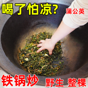 铁锅炒蒲公英茶野生特正品带根整株女性新鲜级干货婆婆丁中草药材