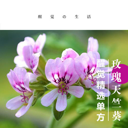醒觉单方精油玫瑰天竺葵纯精油 幸运女性油 10ml