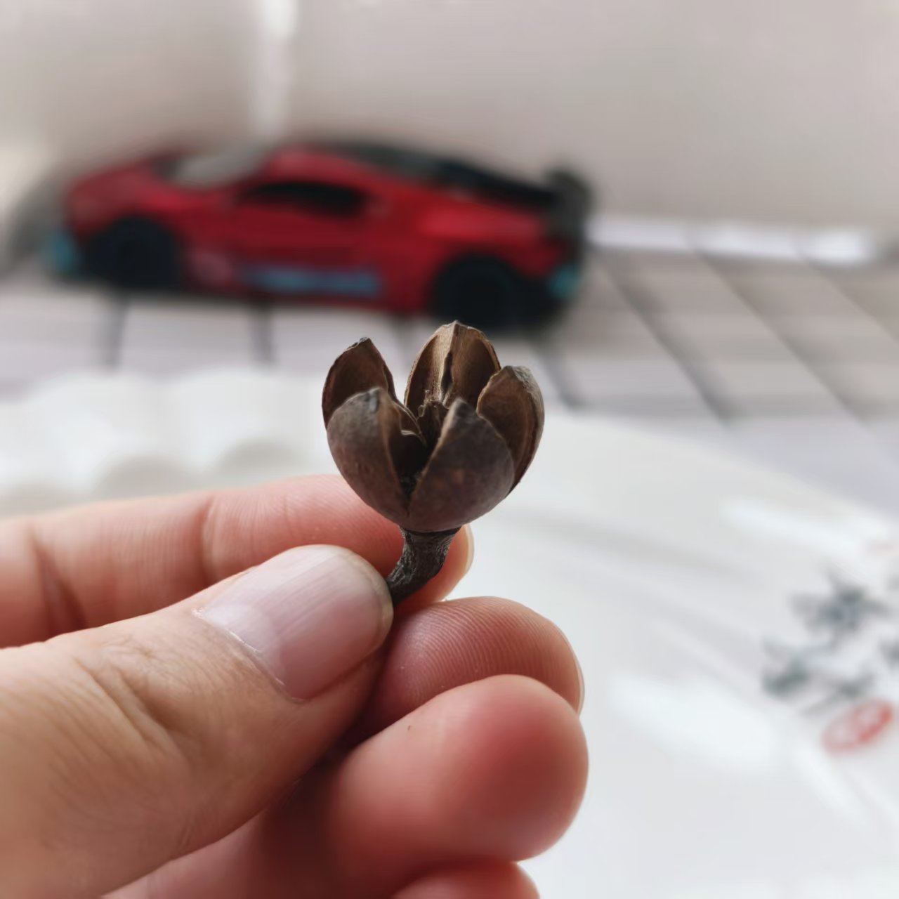 十字果干花开口笑 五瓣果 圣诞圣诞装饰品
