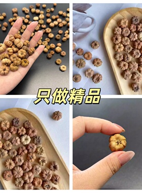 【小桔瓜】进口植物干花果实 永生花香薰香包 森系花环玻璃罩材料