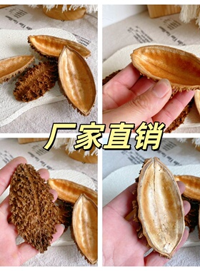 【刺猬壳】进口干果干花干枝搭配装饰拍照道具天然植物家居摆设