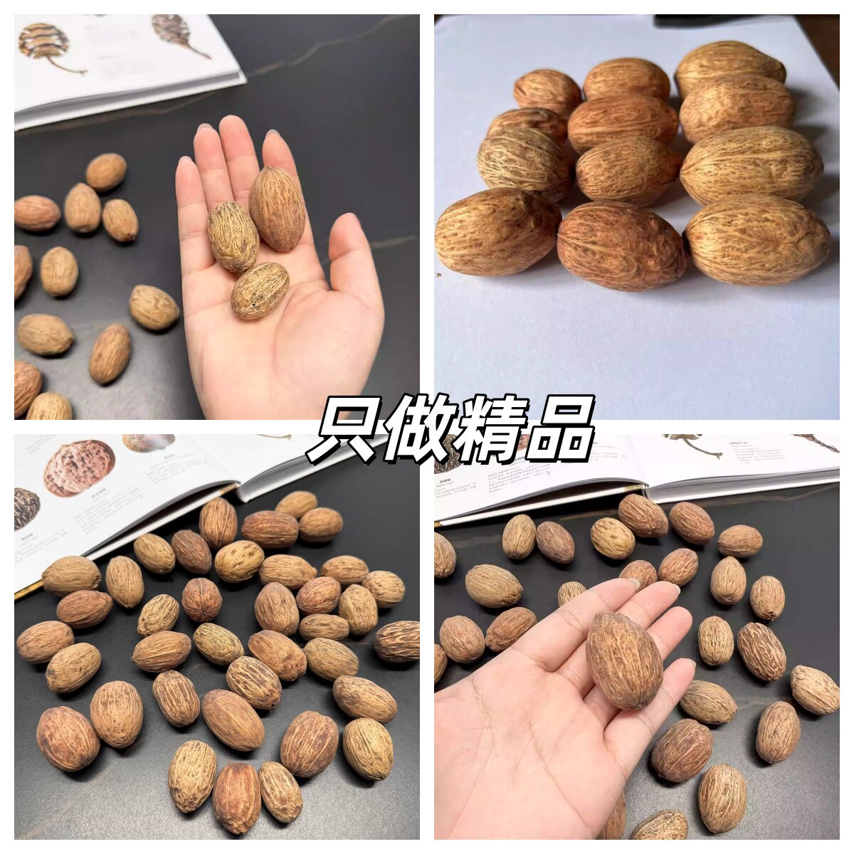 进口果实天然植物果子diy标本相框制作材料松果套装手工家居装饰