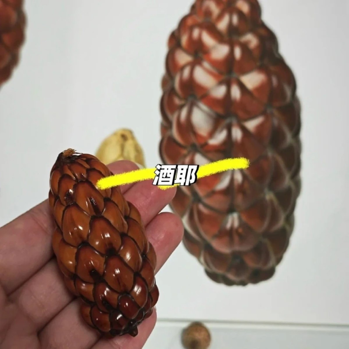 【酒椰果】棕榈科被有鳞片天然植物标本果子diy手工材料装龙鳞果