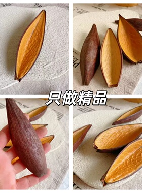 马斯德亚双面金壳果壳造景标本
