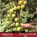 原味新鲜采摘油甘生吃福建余甘果腌制榨汁油柑煲汤橄榄孕妇酸水果