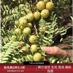 福建油甘生吃新鲜余甘果腌制榨汁油柑煲汤橄榄孕妇酸水果回甘 包邮