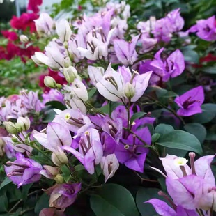 【绿叶雪紫】三角梅小苗袋苗开花好成活好养活勤花品种福利款