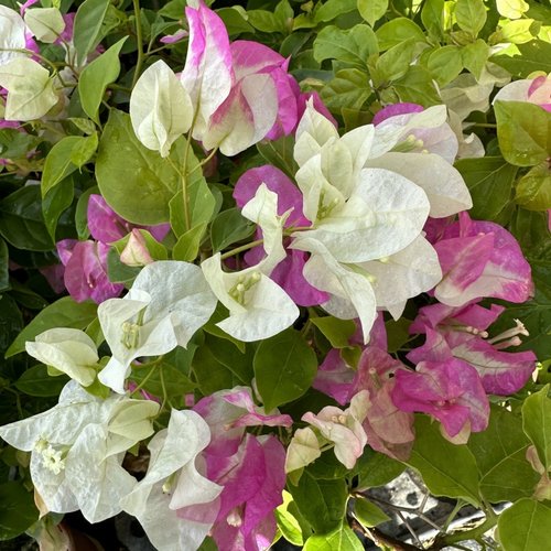 （口红）三角梅小苗勤花品种包对版