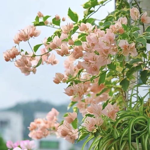 三角梅品种苗袋苗小苗盆栽花卉庭院植物粉红豹 马斯 斑叶米罗