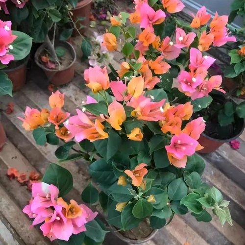 唐三彩小苗袋苗福利款