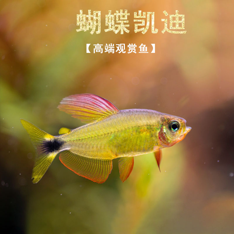 蝴蝶凯蒂迪灯子高端北京小型草缸观赏鱼淡水新手耐养热带南美