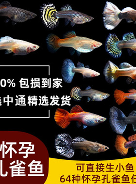 纯种热带淡水孔雀鱼大肚怀孕母待产小型观赏鱼红箭凤尾玛丽胎生鱼